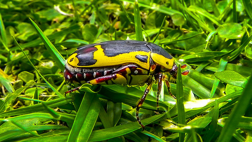 Pretoria