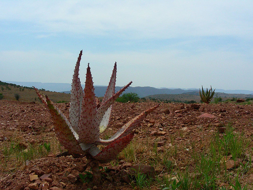 Pretoria