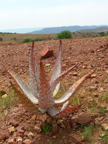 Pretoria